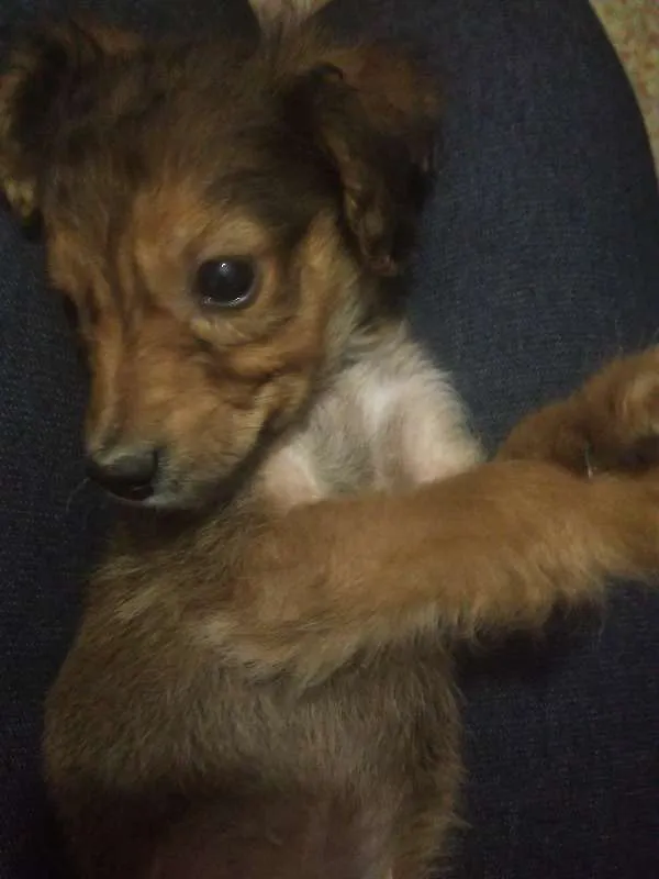 Cachorro ra a Vira-lata idade 2 a 6 meses nome Chulé