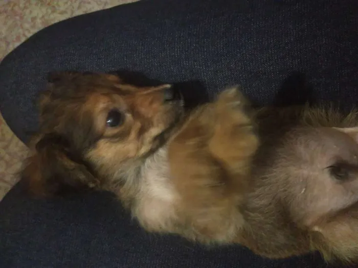 Cachorro ra a Vira-lata idade 2 a 6 meses nome Chulé