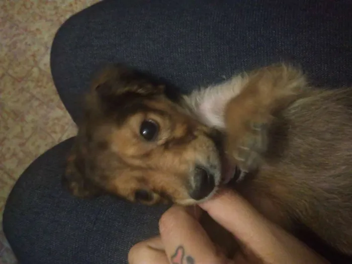 Cachorro ra a Vira-lata idade 2 a 6 meses nome Chulé