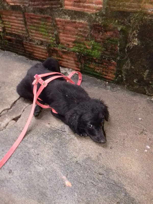Cachorro raça Não sei idade 2 a 6 meses nome Não tem