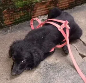 Cachorro raça Não sei idade 2 a 6 meses nome Não tem