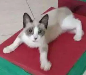 Gato raça Mestiça Siamesa idade 2 a 6 meses nome Belinha