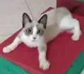 Gato raça Mestiça Siamesa idade 2 a 6 meses nome Belinha