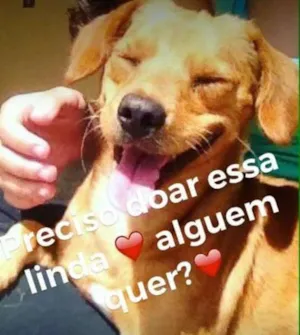 Cachorro raça Sem raça idade  nome Chamamos de Mel
