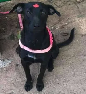 Cachorro raça srd idade 7 a 11 meses nome July