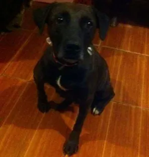 Cachorro raça mix labrador idade 3 anos nome sem nome