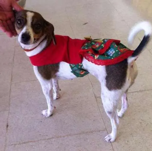Cachorro ra a srd idade 1 ano nome menina