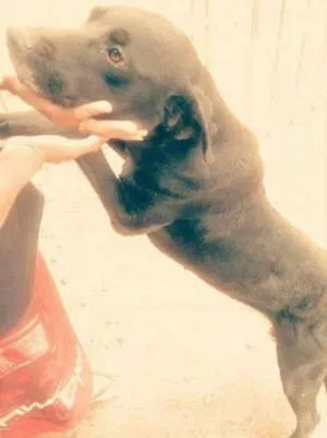 Cachorro raça DALMATA COM ROTWAILLER idade 4 anos nome PANTERA