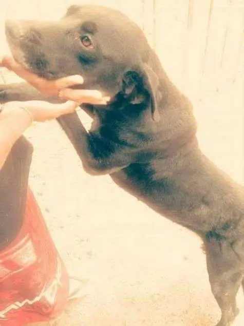 Cachorro ra a DALMATA COM ROTWAILLER idade 4 anos nome PANTERA
