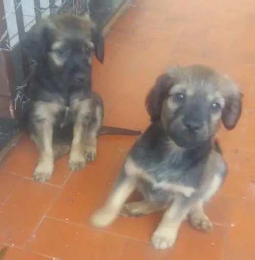 Cachorro ra a Vira lata idade 2 a 6 meses nome Sem nome