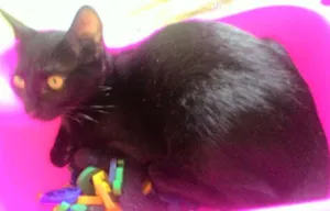 Gato raça  idade 2 a 6 meses nome Pistolinha e Muçum
