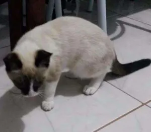 Gato raça Siamês idade 2 a 6 meses nome Pity