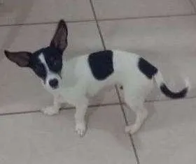 Cachorro raça Pinscher/vilalata idade 7 a 11 meses nome Duk