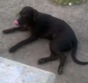 Cachorro raça Mistura com labrador idade 2 a 6 meses nome Safira