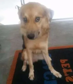 Cachorro raça SRD idade 1 ano nome Ruffles