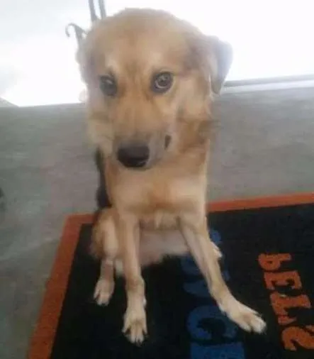 Cachorro ra a SRD idade 1 ano nome Ruffles