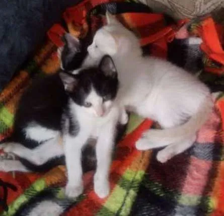 Gato ra a indefinidade idade Abaixo de 2 meses nome não escolhi o nome