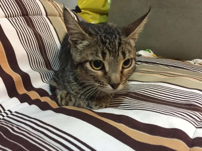 Gato ra a SRD idade 2 a 6 meses nome TICO
