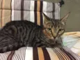 TICO