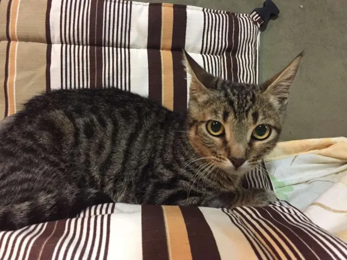 Gato ra a SRD idade 2 a 6 meses nome TICO