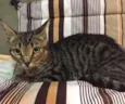 TICO