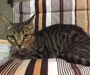 Gato raça SRD idade 2 a 6 meses nome TICO