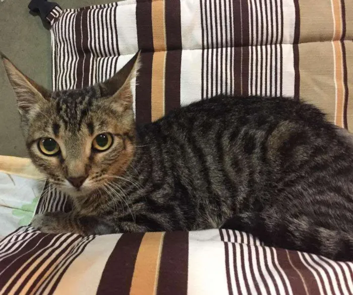 Gato ra a SRD idade 2 a 6 meses nome TICO