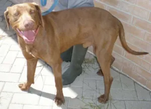 Cachorro raça Weimaraner idade 6 ou mais anos nome Jimmy