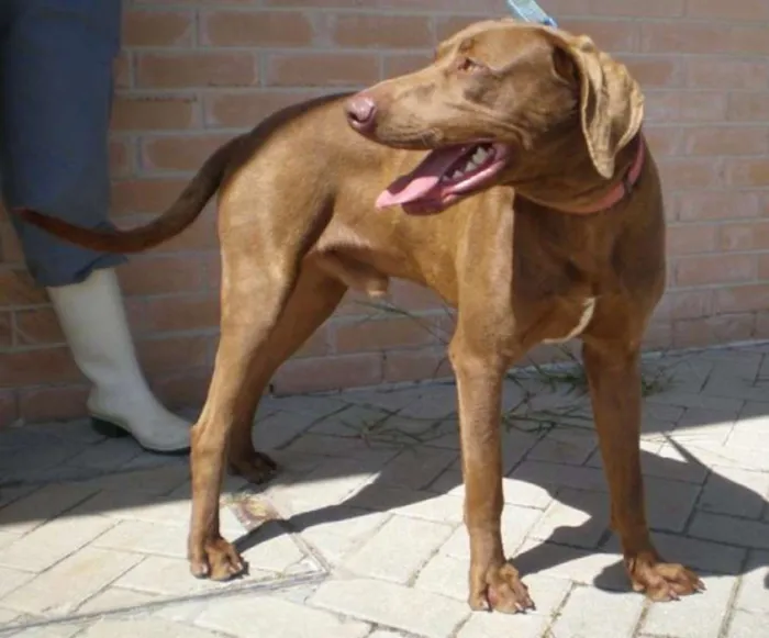Cachorro raça Weimaraner idade 6 ou mais anos nome Jimmy
