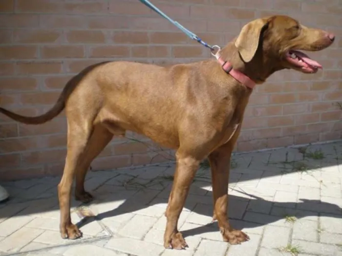 Cachorro raça Weimaraner idade 6 ou mais anos nome Jimmy