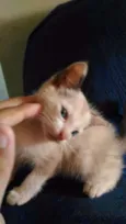 Gatinha