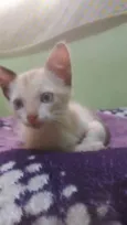 Gatinha