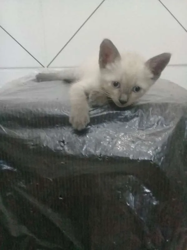 Gato ra a Siamês idade Abaixo de 2 meses nome Mêisim