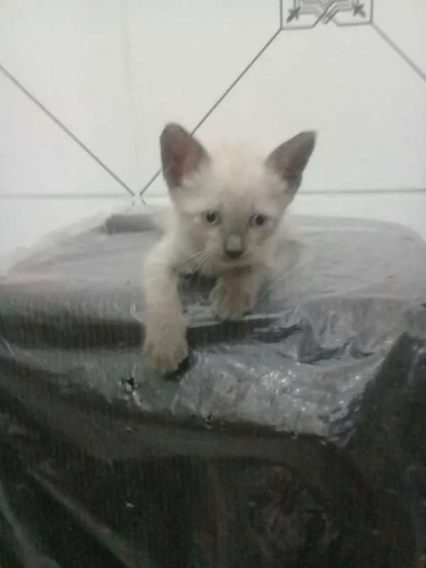 Gato ra a Siamês idade Abaixo de 2 meses nome Mêisim