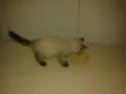 Mêisim