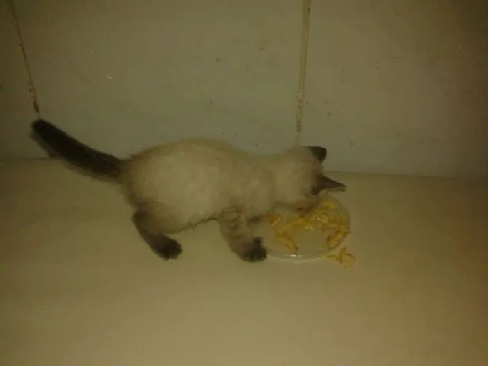 Gato ra a Siamês idade Abaixo de 2 meses nome Mêisim