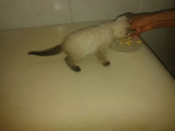 Gato ra a Siamês idade Abaixo de 2 meses nome Mêisim