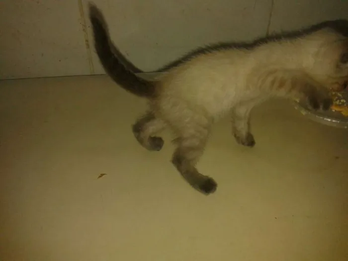 Gato ra a Siamês idade Abaixo de 2 meses nome Mêisim
