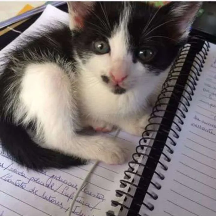 Gato ra a  idade 2 a 6 meses nome semnome