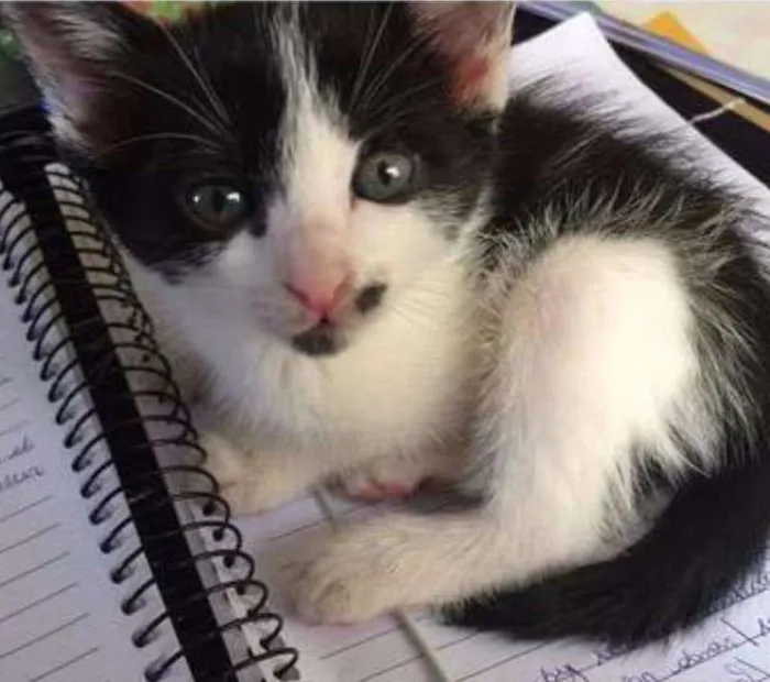 Gato ra a  idade 2 a 6 meses nome semnome