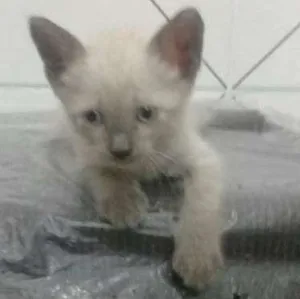 Gato raça Siamês idade Abaixo de 2 meses nome Mêisim