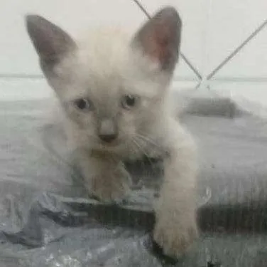 Gato ra a Siamês idade Abaixo de 2 meses nome Mêisim