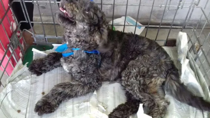 Cachorro ra a Poodle idade 7 a 11 meses nome Luka