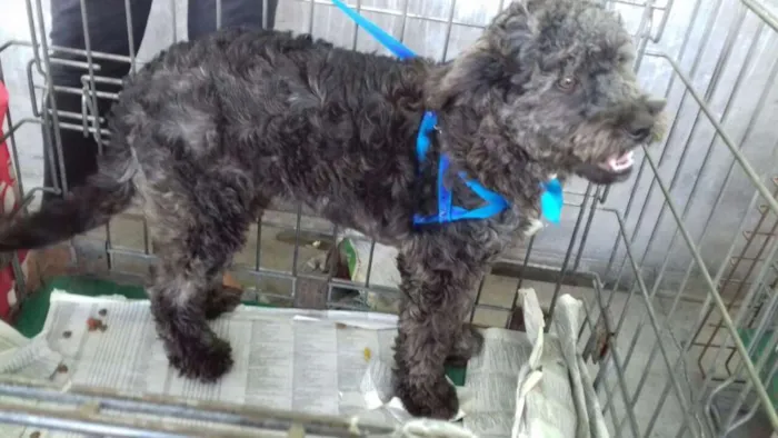 Cachorro ra a Poodle idade 7 a 11 meses nome Luka