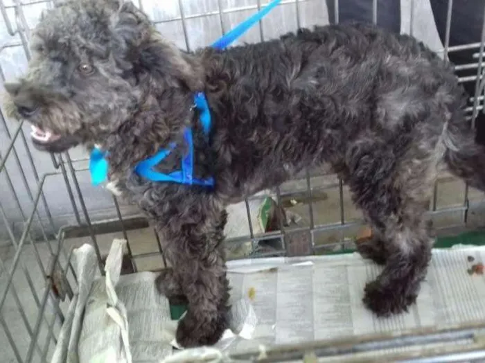Cachorro ra a Poodle idade 7 a 11 meses nome Luka