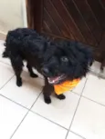 Pepito