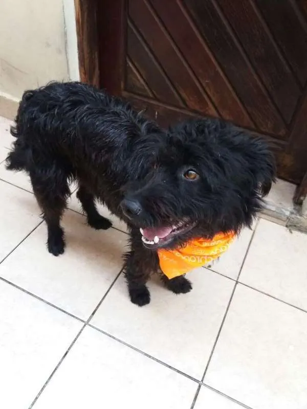 Cachorro ra a mix idade 1 ano nome Pepito