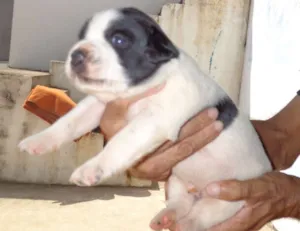 Cachorro raça mix idade  nome Anny