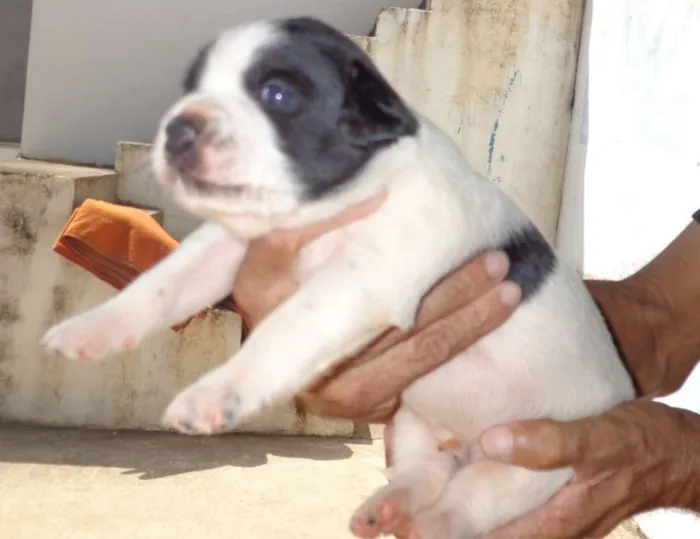 Cachorro ra a mix idade  nome Anny