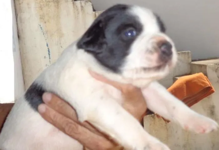 Cachorro ra a mix idade  nome Anny